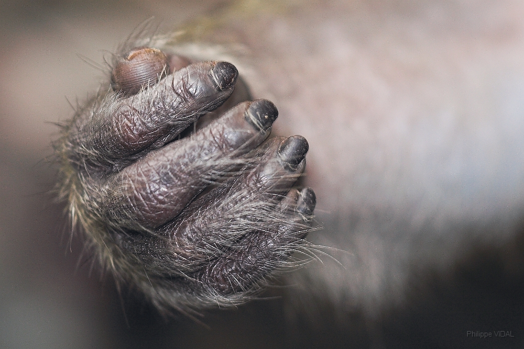 IMG_2199-01-Main de singe-Vanille.jpg